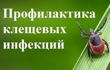 О профилактике инфекций, передающихся при укусе клещей.